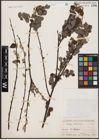 Foto von Salix aurita L.